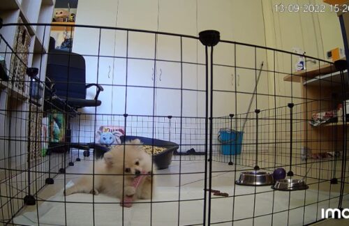 Imou Rex 3D 4K (8MP) Telecamera di Sorveglianza WiFi da Interno 360° - Rilevamento IA Umani/Animali, Tracciamento Intelligente BabyPhone Audio Bidirezionale Nera photo review